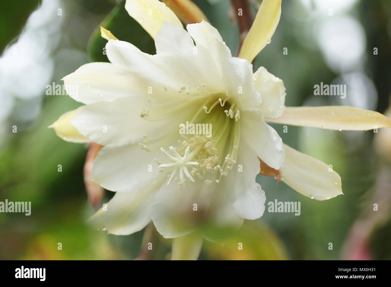 Epiphyllum "weiße Pracht" Stockfoto