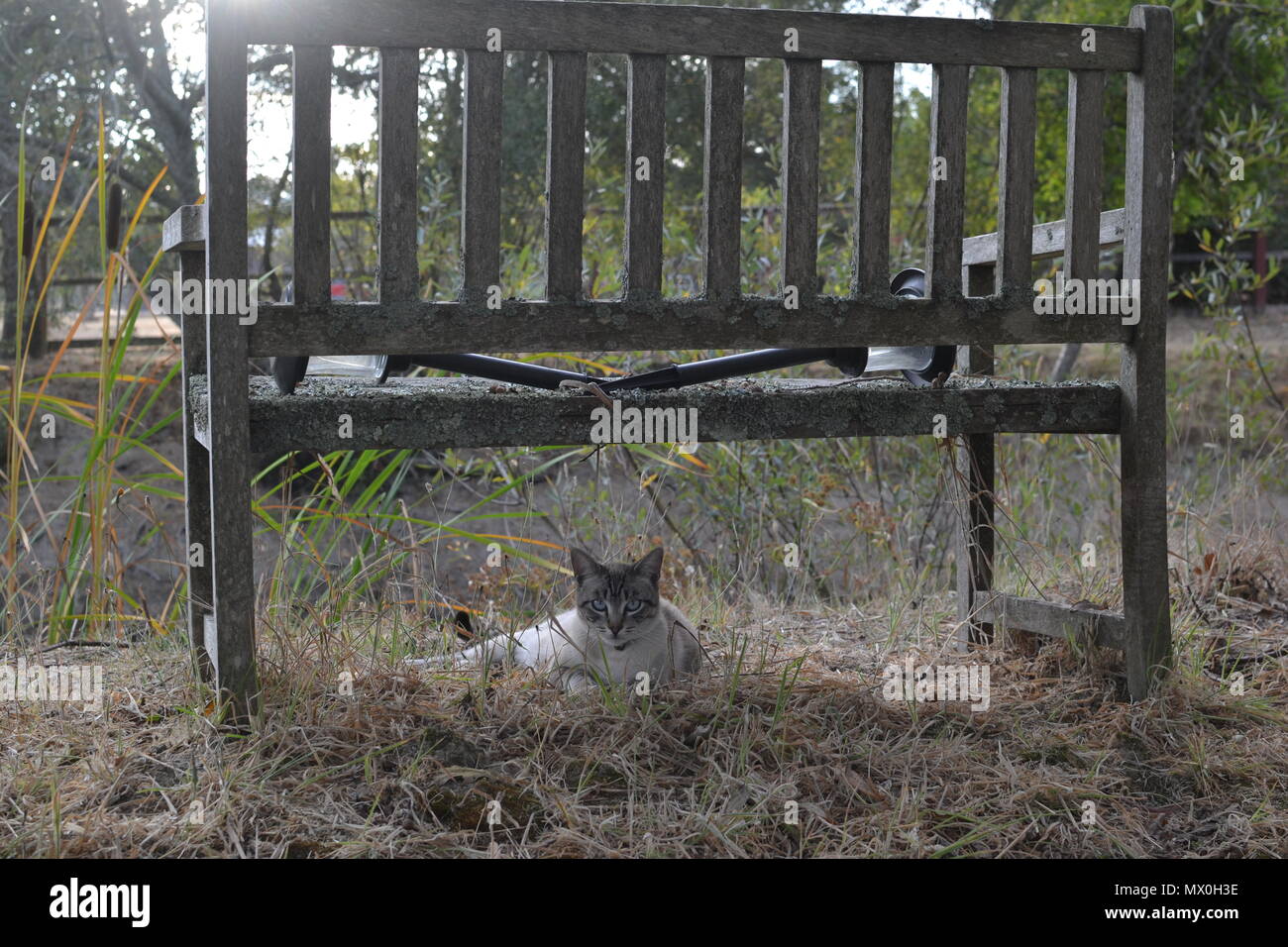 Ruhige Katze Stockfoto