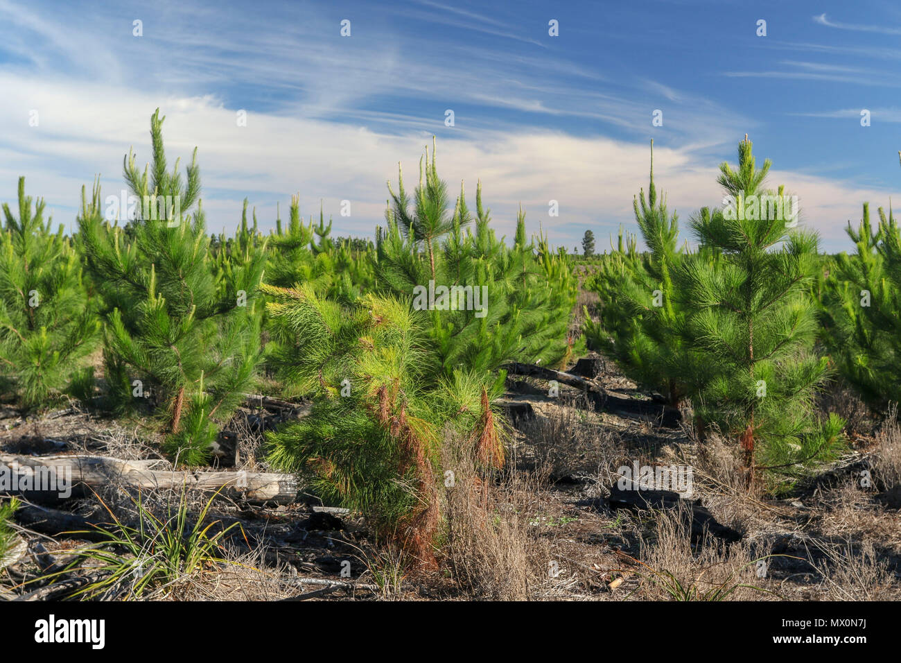 Kleine Kiefern gewachsen, für Bauholz in Tsitsikamma Naturschutzgebiet, Garden Route, Kapstadt, Südafrika, Stockfoto