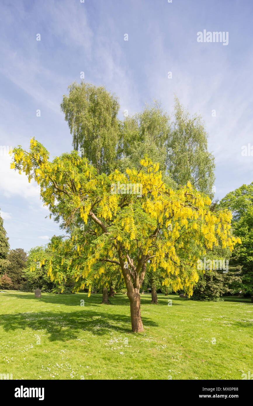 Goldregen oder Golden Chain tree. Stockfoto