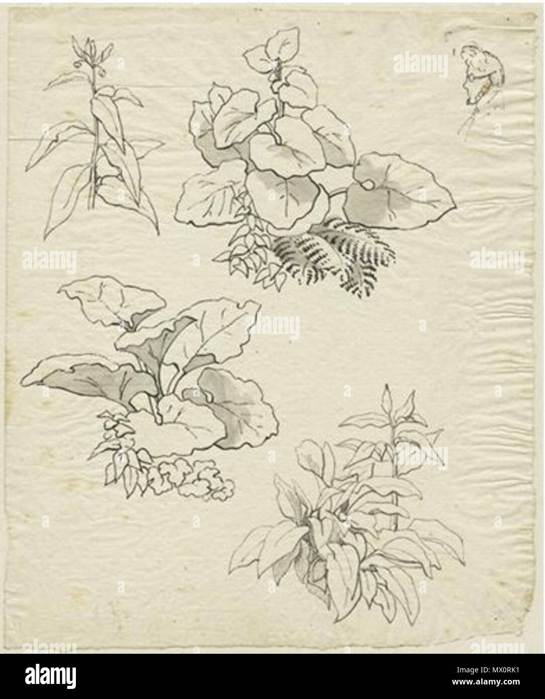. Deutsch: Studie mit Blattpflanzen, um 1840, Feder in Schwarz, Grau laviert, (30 Spitzwimpel / Zeichnung Caspar David Friedrichs), 23 x 19,2 cm. 31 Oktober 2014, 18:52:41. Gustav Adolf Friedrich 87 Blattstudien Stockfoto