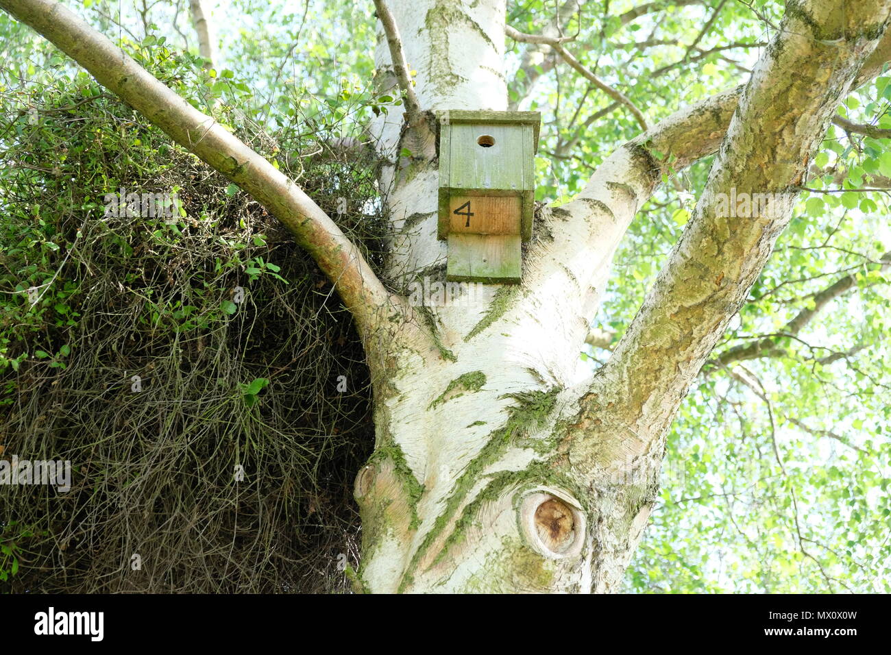 Vogel-Haus im park Stockfoto