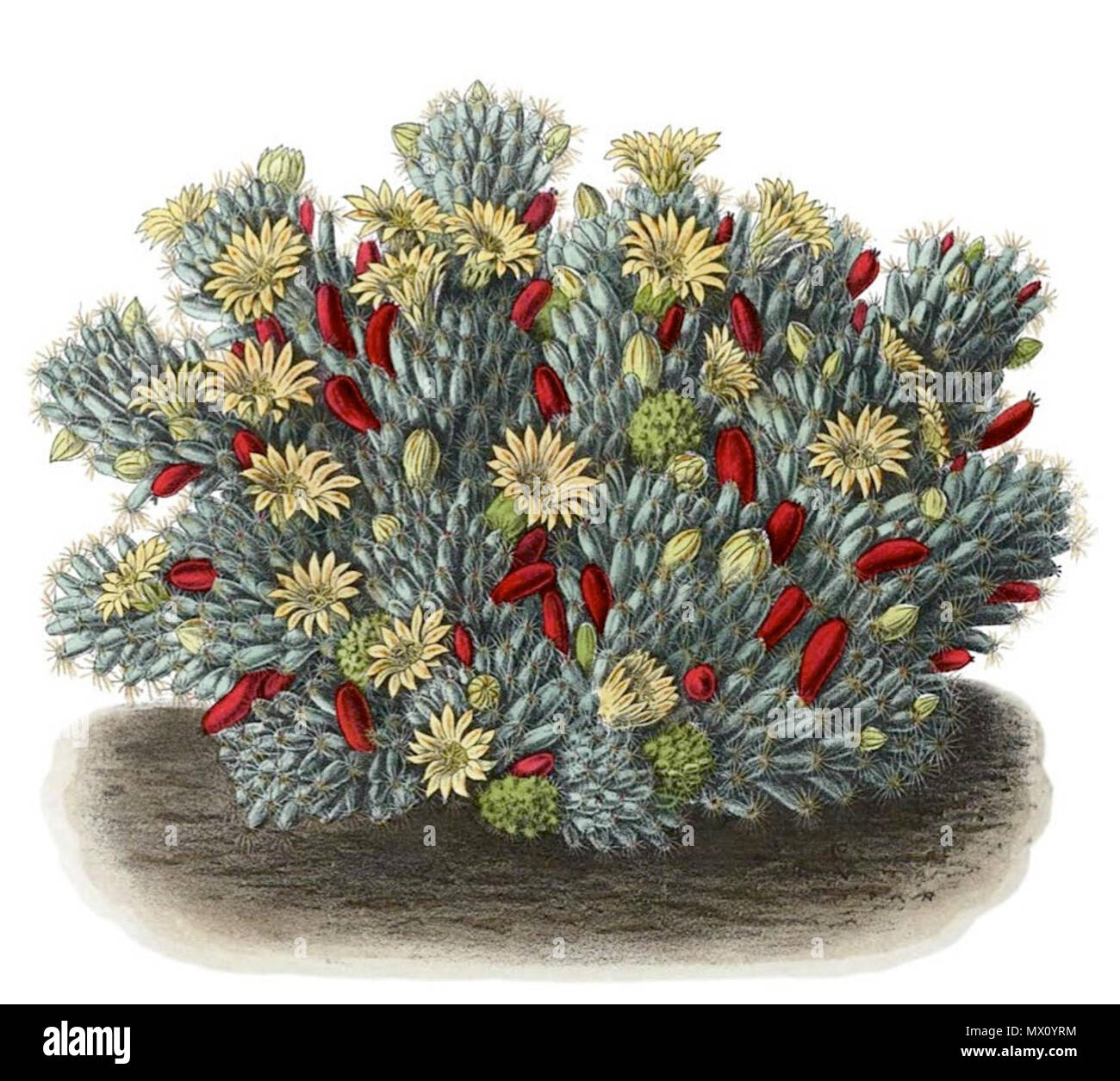 . Englisch: Mammillaria prolifera. 1904. Schumann, Gürke & Vaupel Peter A. Mansfeld für die Lösung Bild. 390 Mammillaria prolifera BlKakteenT 46 Stockfoto