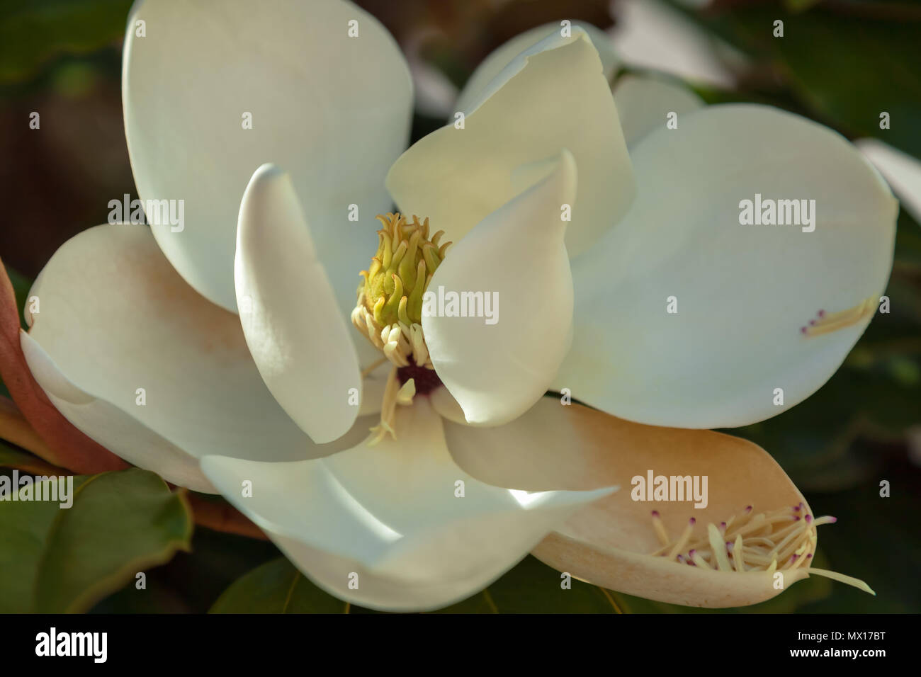 Blühende magnolia flower (Magnolia grandiflora) Stockfoto