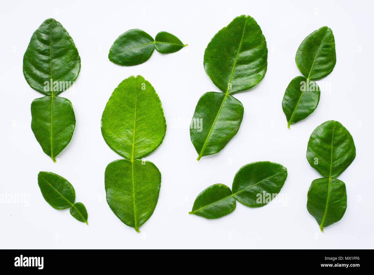 Bergamotte kaffernlimette Blätter Kraut frische Zutat isoliert. Stockfoto