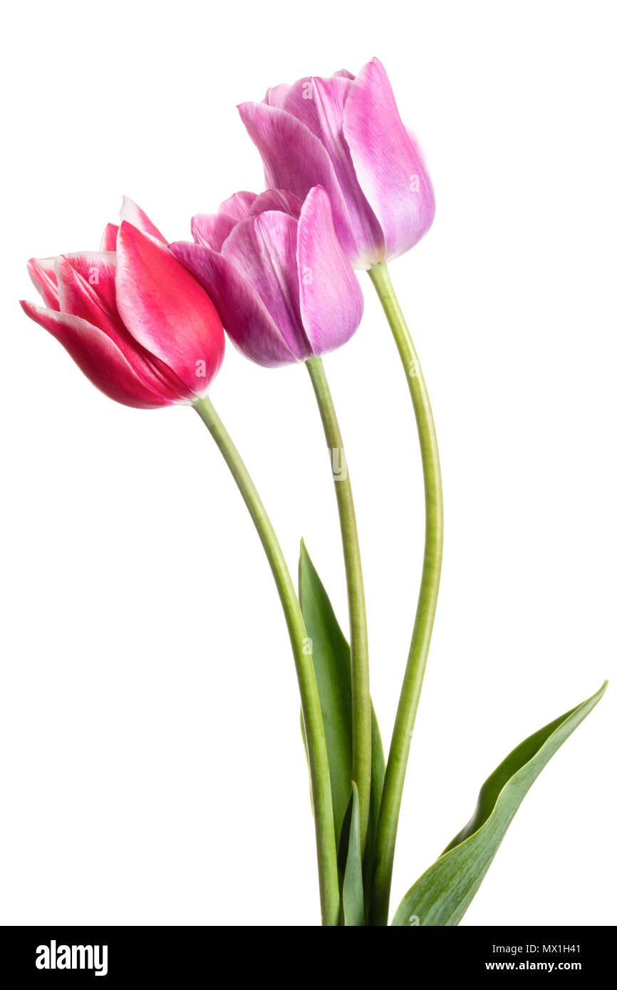 Lila und rosa Blumen. Tulpen auf weißem Hintergrund Stockfoto