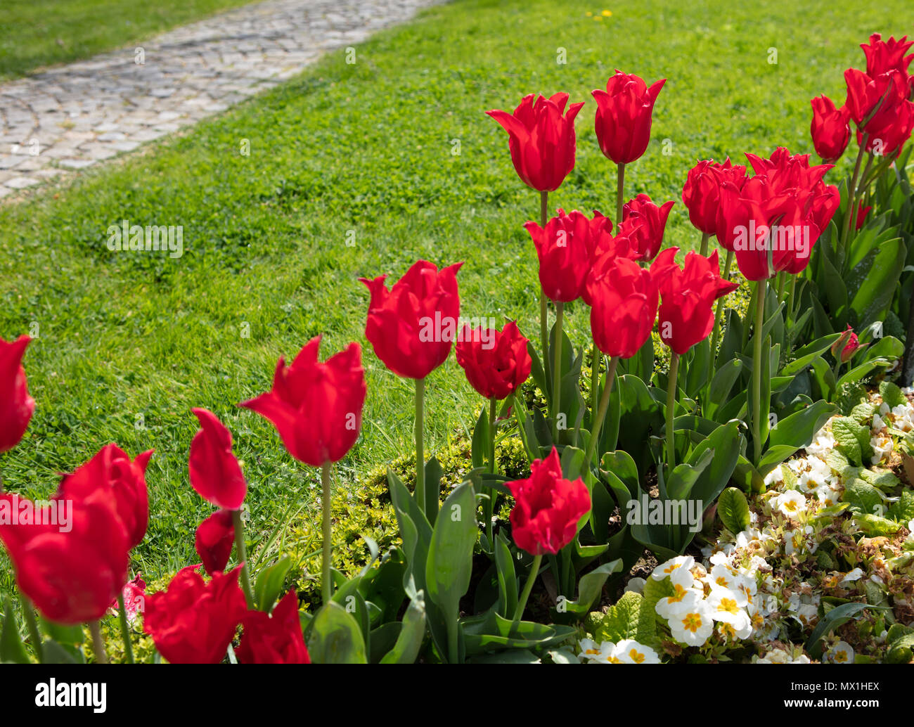 Tolle Rote Tulpen Bluhen Unter Sonnenlicht Am Fruhling Tag