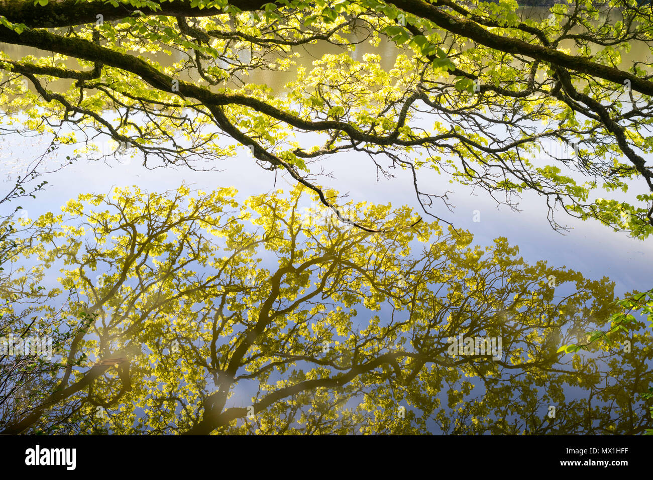 Frühling Laub in Haining Loch, Selkirk, Schottland, UK wider Stockfoto