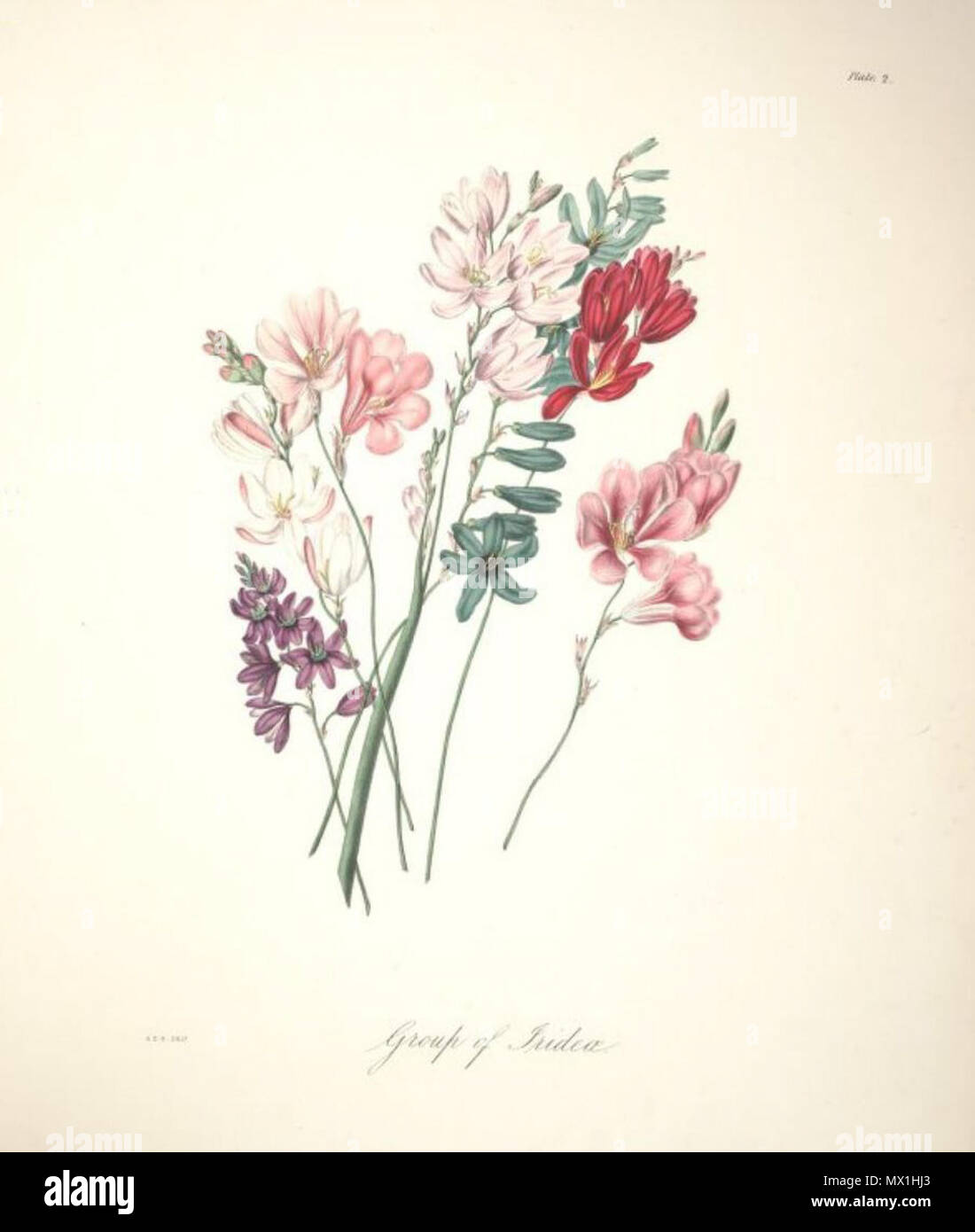 . Englisch: Tritonia viridis (aiton) Ker Gawl. ist ein Synonym von Freesie viridis (aiton) Goldblatt & J.C.Manning. zwischen 1843 und 1844. Arabella Elizabeth Roupell (1817 - 1914) Alternative Namen; Roupell Roupell; Arabella Arabella Elizabeth Pigott Beschreibung British-South Afrikanischen botanischen Illustrator, Maler und Botaniker Geburtsdatum / Tod 23. März 1817 vom 31. Juli 1914 Ort der Geburt Newport Authority control: Q 4783330 VIAF: 15525826 Botaniker: Roupell GND: 116664444 54 Arabella Elizabeth Roupell, 02. Stockfoto