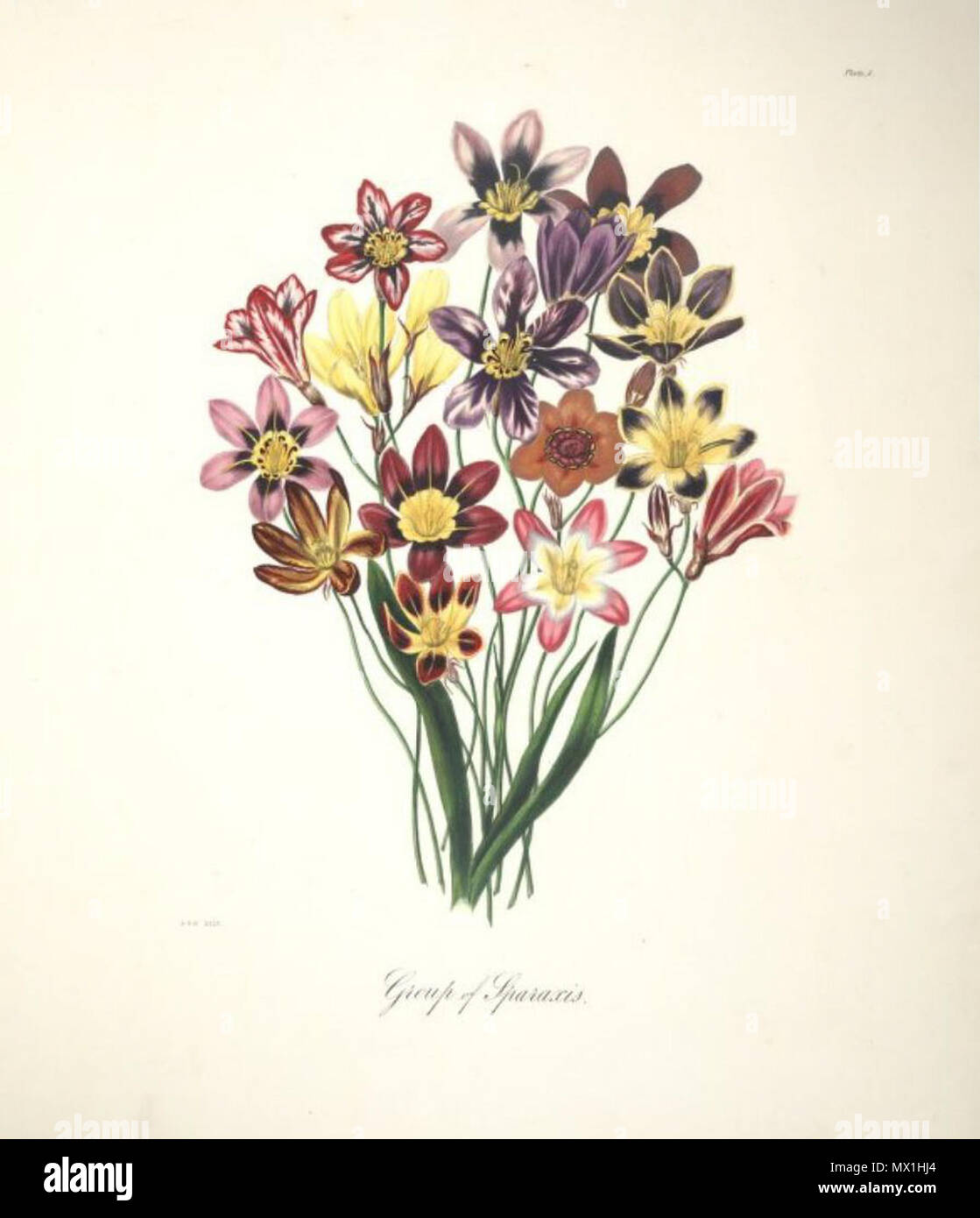 . Englisch: Gruppe von Sparaxis. zwischen 1843 und 1844. Arabella Elizabeth Roupell (1817 - 1914) Alternative Namen; Roupell Roupell; Arabella Arabella Elizabeth Pigott Beschreibung British-South Afrikanischen botanischen Illustrator, Maler und Botaniker Geburtsdatum / Tod 23. März 1817 vom 31. Juli 1914 Ort der Geburt Newport Authority control: Q 4783330 VIAF: 15525826 Botaniker: Roupell GND: 116664444 54 Arabella Elizabeth Roupell 03. Stockfoto