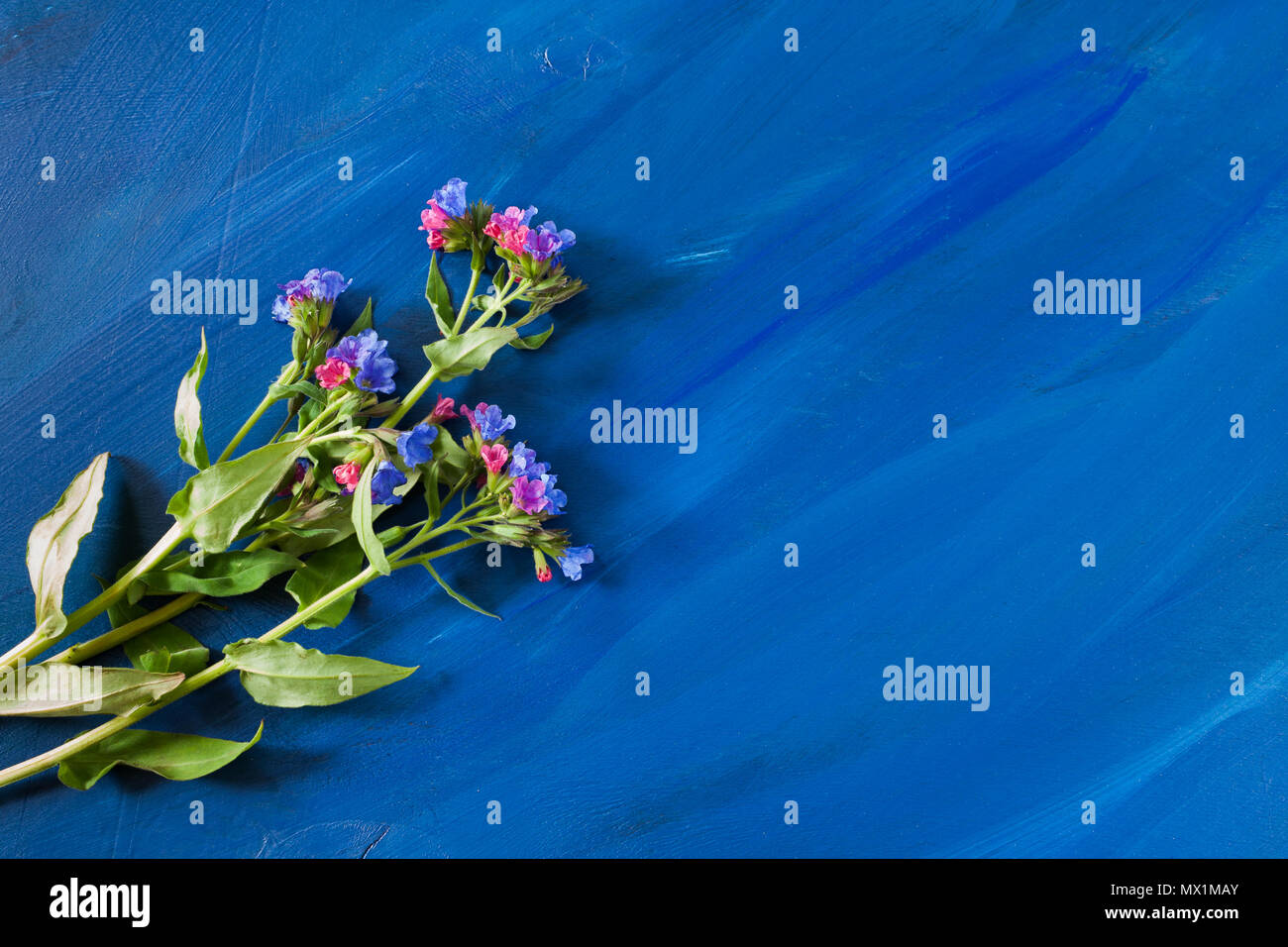 Trendy texturierte helle blaue backgroun und Blumen der lungenkraut auf ihm liegen. Stockfoto