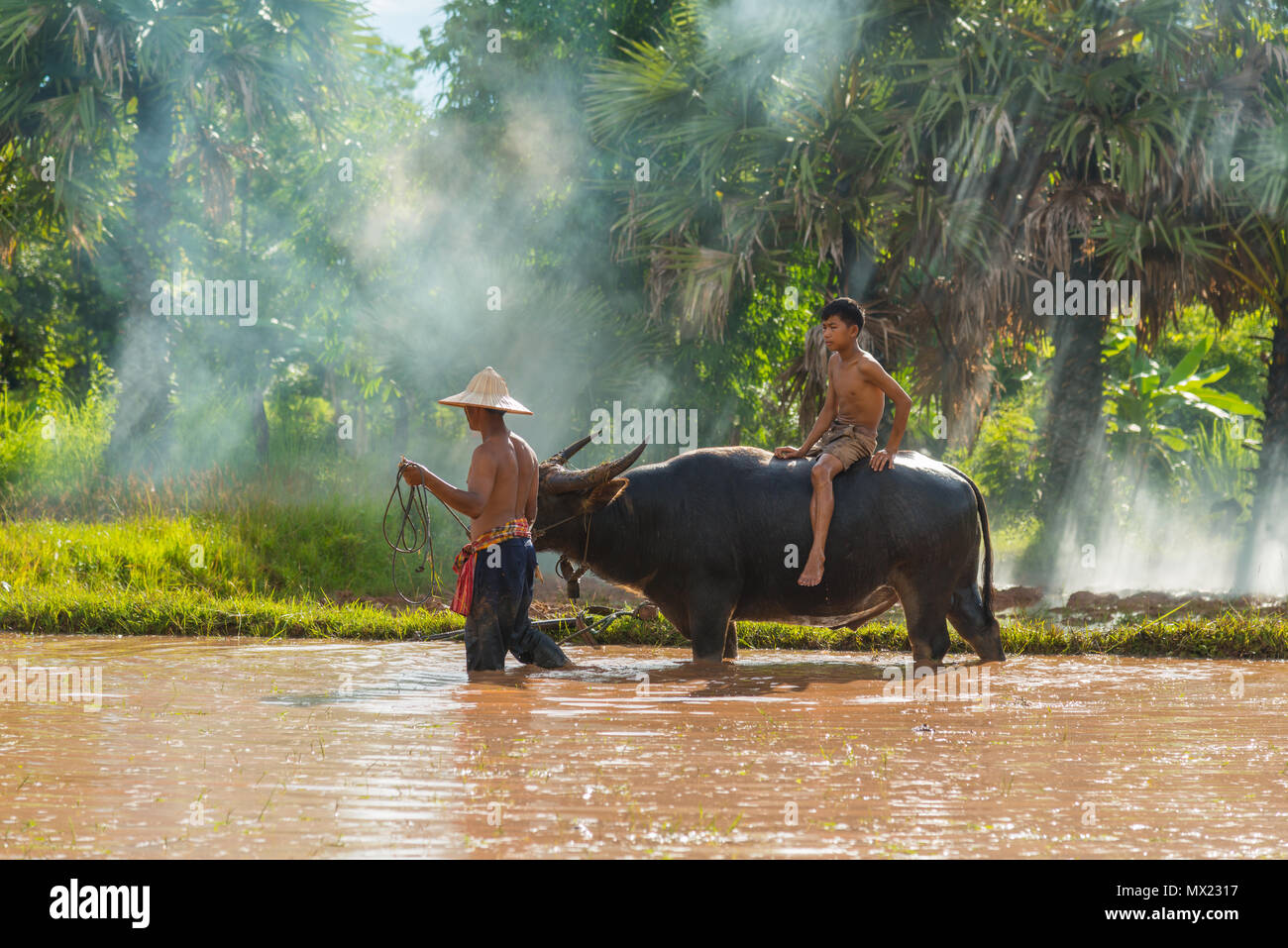 Saknonakhon, Thailand - 30. Juli 2016: Bauer führenden Büffel reiten durch einen Jungen in Reisfarm in ländlichen von Sakonnakhon, Thailand Stockfoto