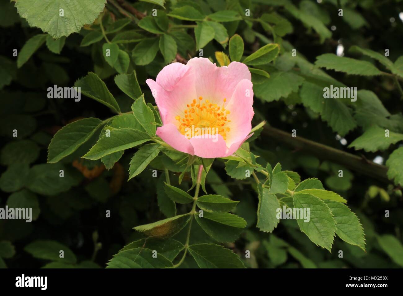 Schönes helles Pink wilde Blume in der Landschaft, Großbritannien Stockfoto