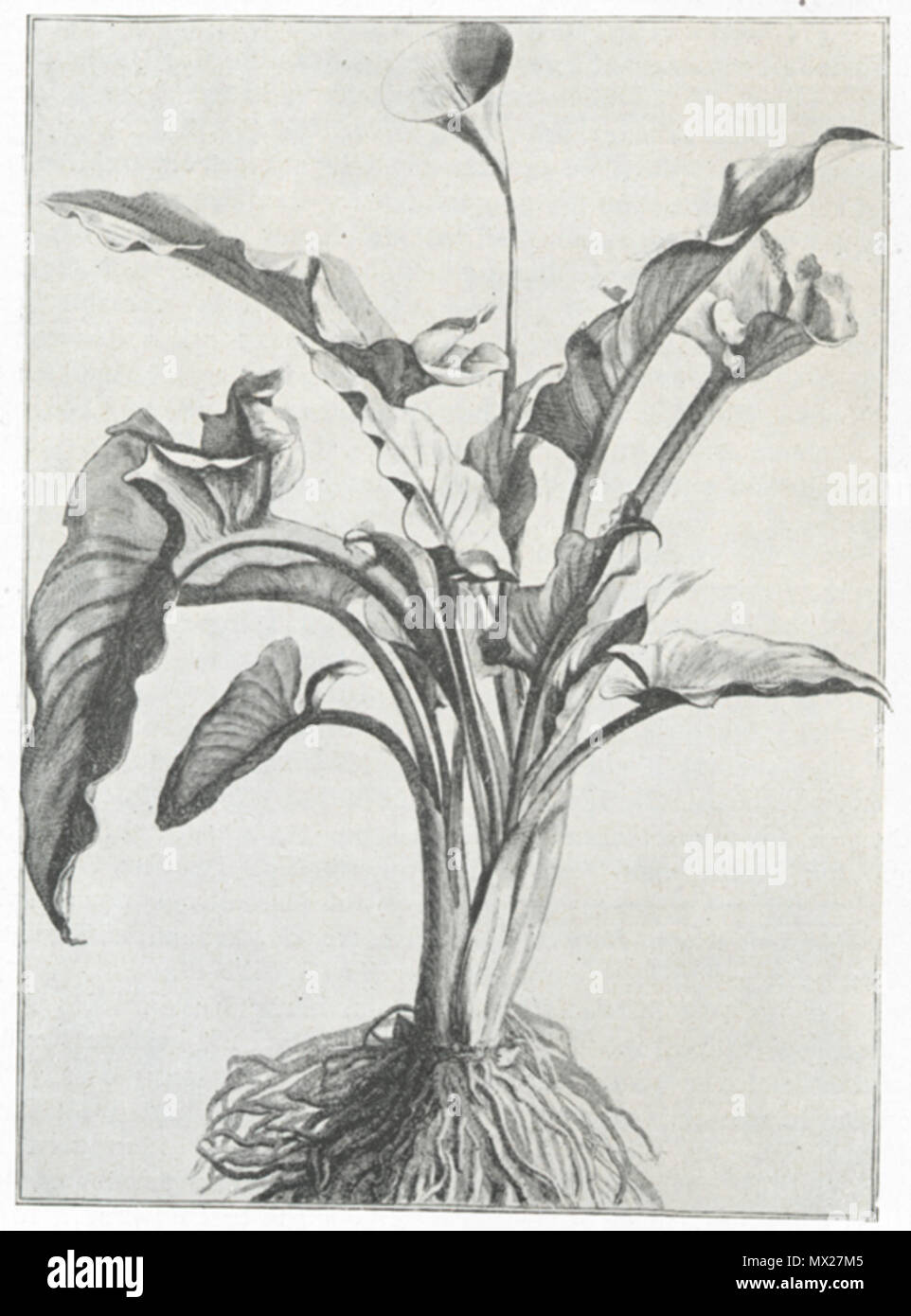 . Calla aethopica. ca. 1640. Abraham Bosse 109 Calla Aethopica von Abraham Bosse 1640 Stockfoto