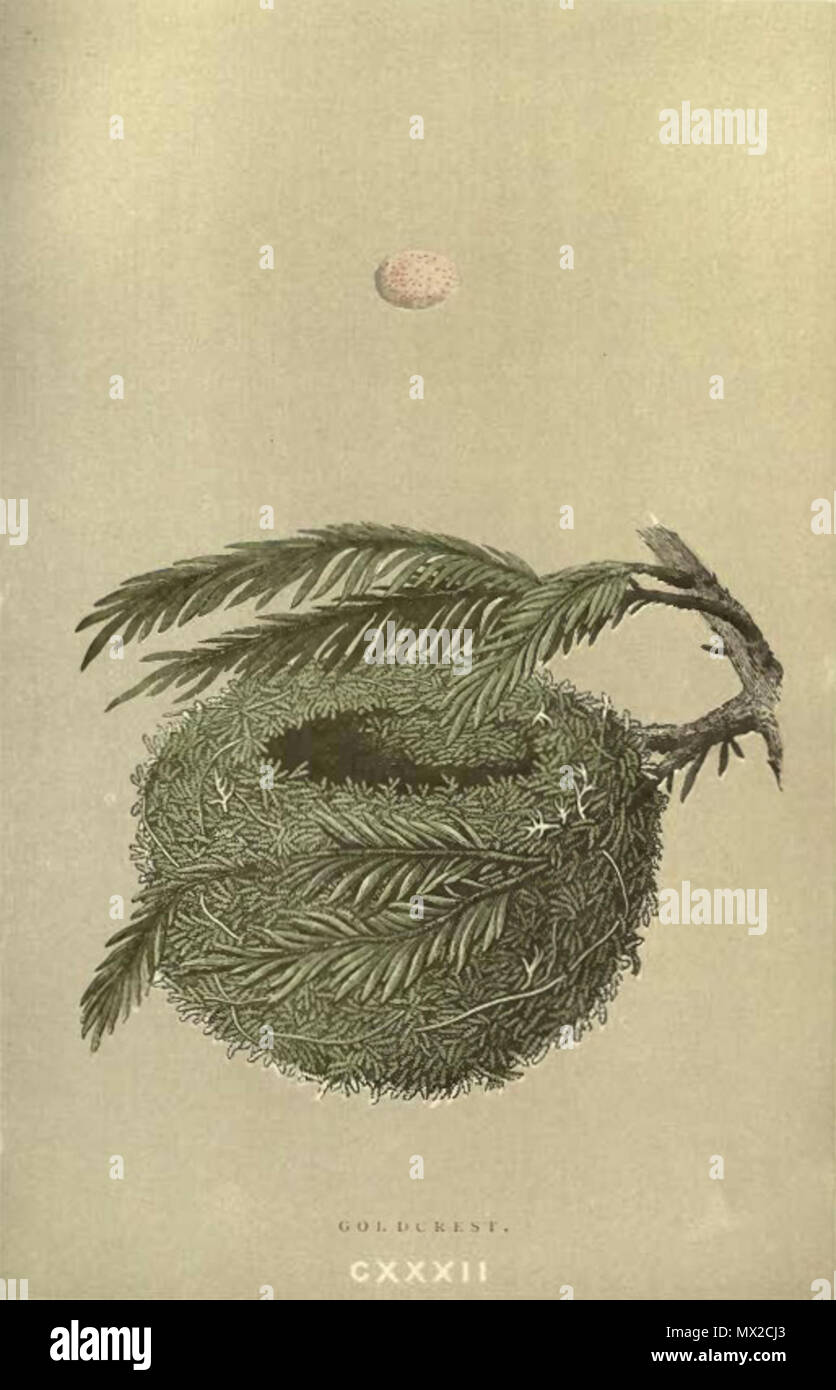 . Regulus regulus Englisch: Illustration eines Goldcrests' Nest und ein Ei. Von einem natürlichen Geschichte der Nester und Eier von britischen Vögeln. (1896) Band 2. Platte 132. von Francis Orpen Morris. ca. 1896. Francis Orpen Morris 21 eine natürliche Geschichte von Nestern und Eiern der Britischen Vögel - Goldcrest - Platte 132 Stockfoto