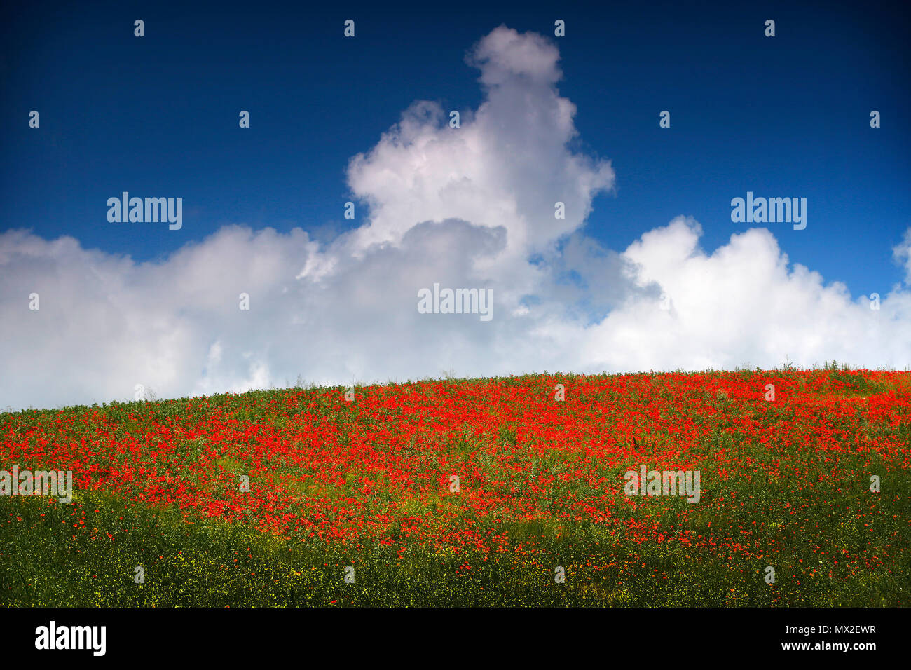 San Vincenzo, Italien. Ein Feld mit Mohnblumen gegen einen blauen Himmel mit Wolken. Stockfoto