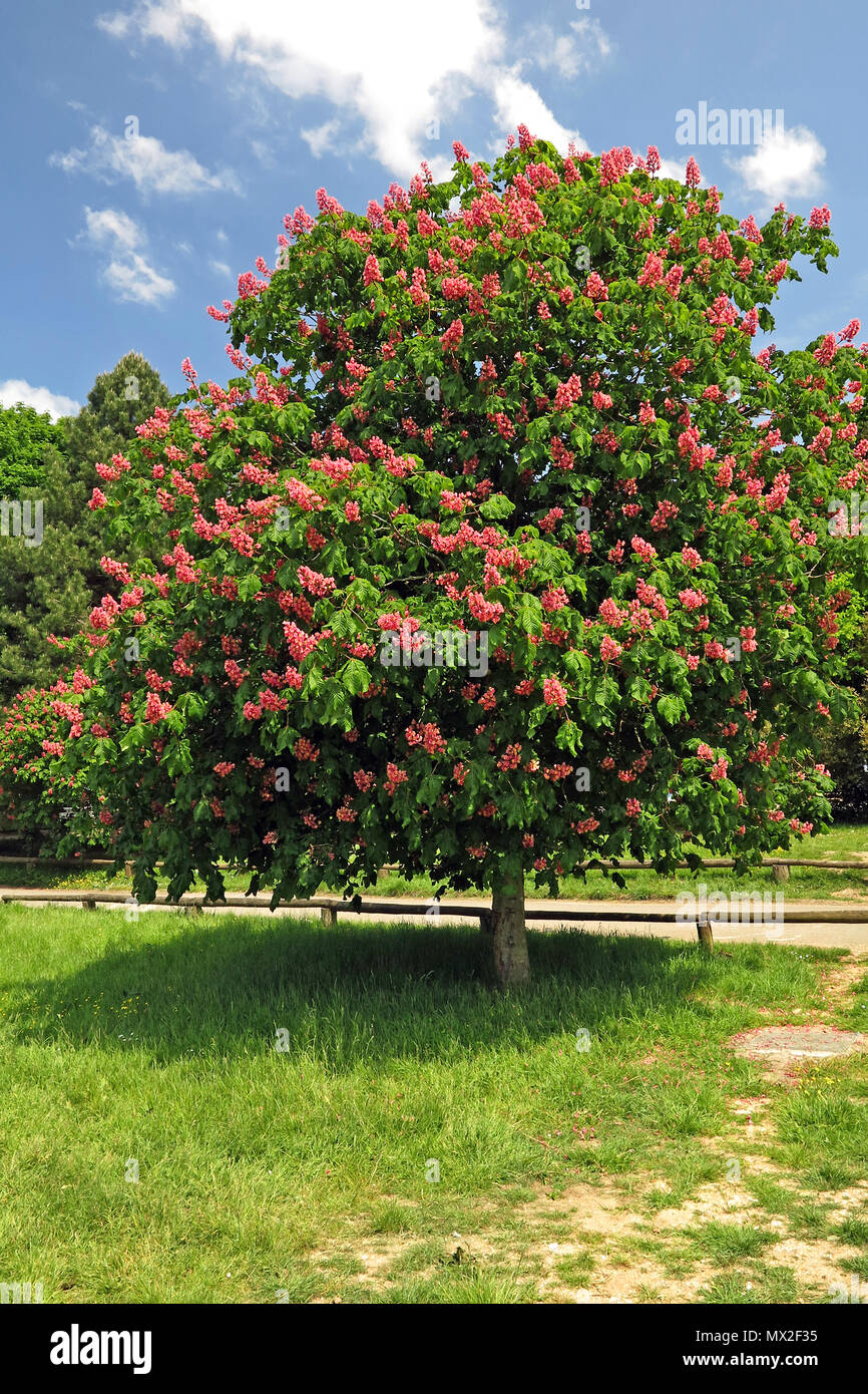 Red Horse Chestnut Tree Horse Chestnut ... Aesculus X Carnea 'Briotii'