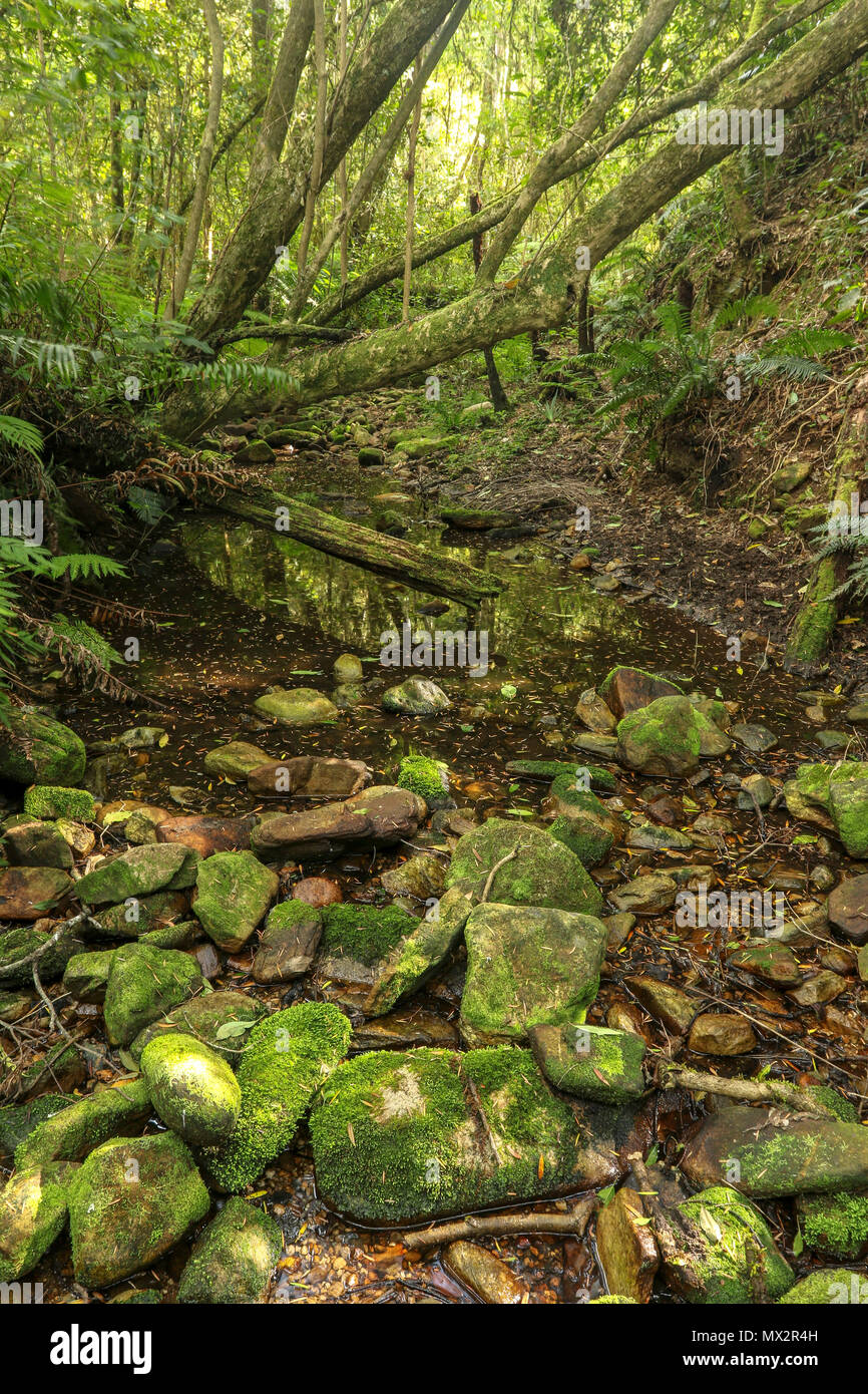 Halb trockenen Wasserlauf auf der Goesa Trail, Tsitsikamma, geschützten Bereich, Garden Route, Kapstadt, Südafrika, Stockfoto