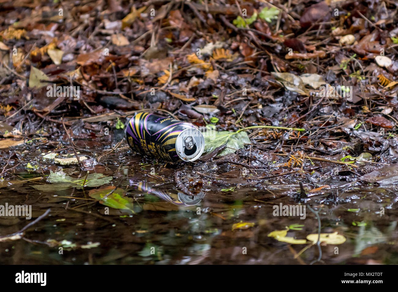 Aluminium trinken kann als Einstreu verworfen, auf dem Boden liegend unter Blätter und Woody Debris, dicht neben dunkle Wasserpfütze. Stockfoto