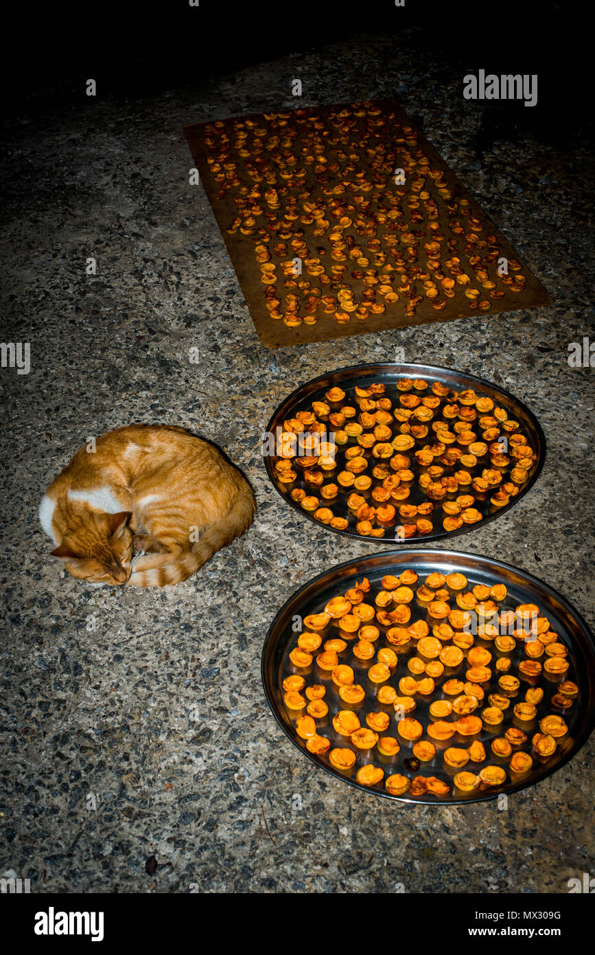 Rothaarige Katze - der geborene Guard der Trocknung Aprikosen/Marillen Stockfoto