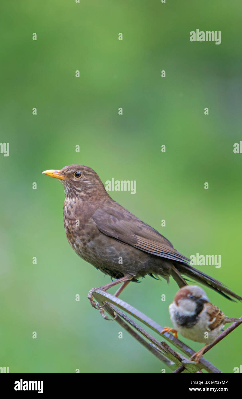 Weibliche Amsel in einem Englischen Garten, Großbritannien, Großbritannien Stockfoto