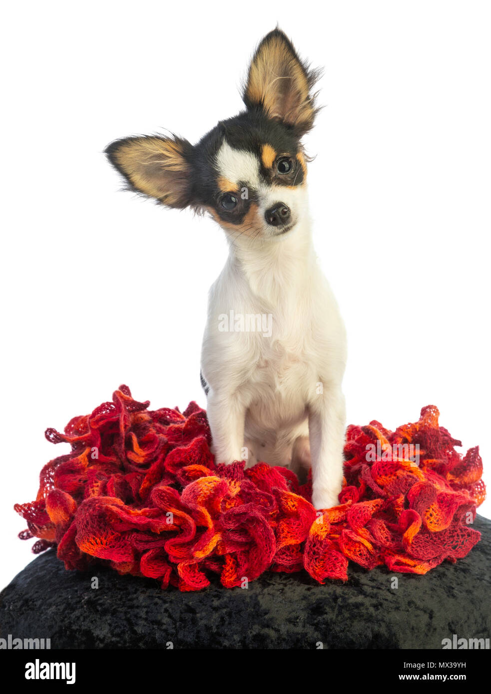 Chihuahua Welpe, sitzend auf einem roten Schal geradeaus auf der Suche Stockfoto
