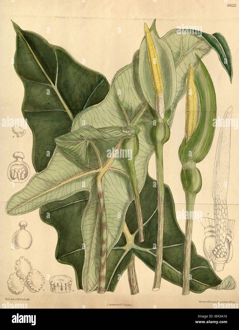 . Englisch: Alocasia micholitziana botanische Zeichnung von Curtis's Botanical Magazine v. 139. 1913. M.S. del, J. N. Fitch, Lith. 40 Alocasia micholitziana CBM Stockfoto