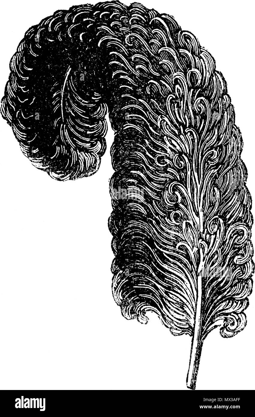 . Français: AMAZONE AUTRUCHE große Federdecke, Noir et Couleurs. Länge 0 m 35 3,50 Länge 0 m 50 9,75 Dansk: Grands Magasins du Louvre, NOUVEAUTÉS, Seite 31, FLEURS ET FEDERN, Nr. 51. Sommer 1887. Unbekannt 41 AMAZONE AUTRUCHE große Federdecke Stockfoto