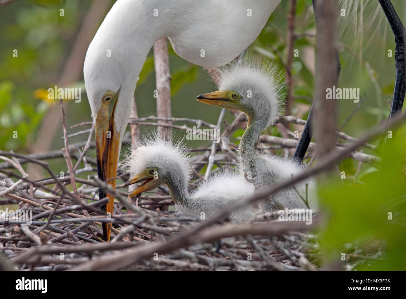 Silberreiher mit Küken im Nest Stockfoto