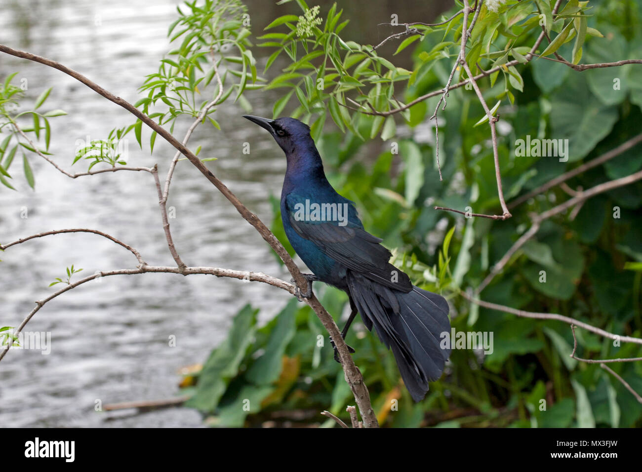 Boot-angebundene grackle Stockfoto