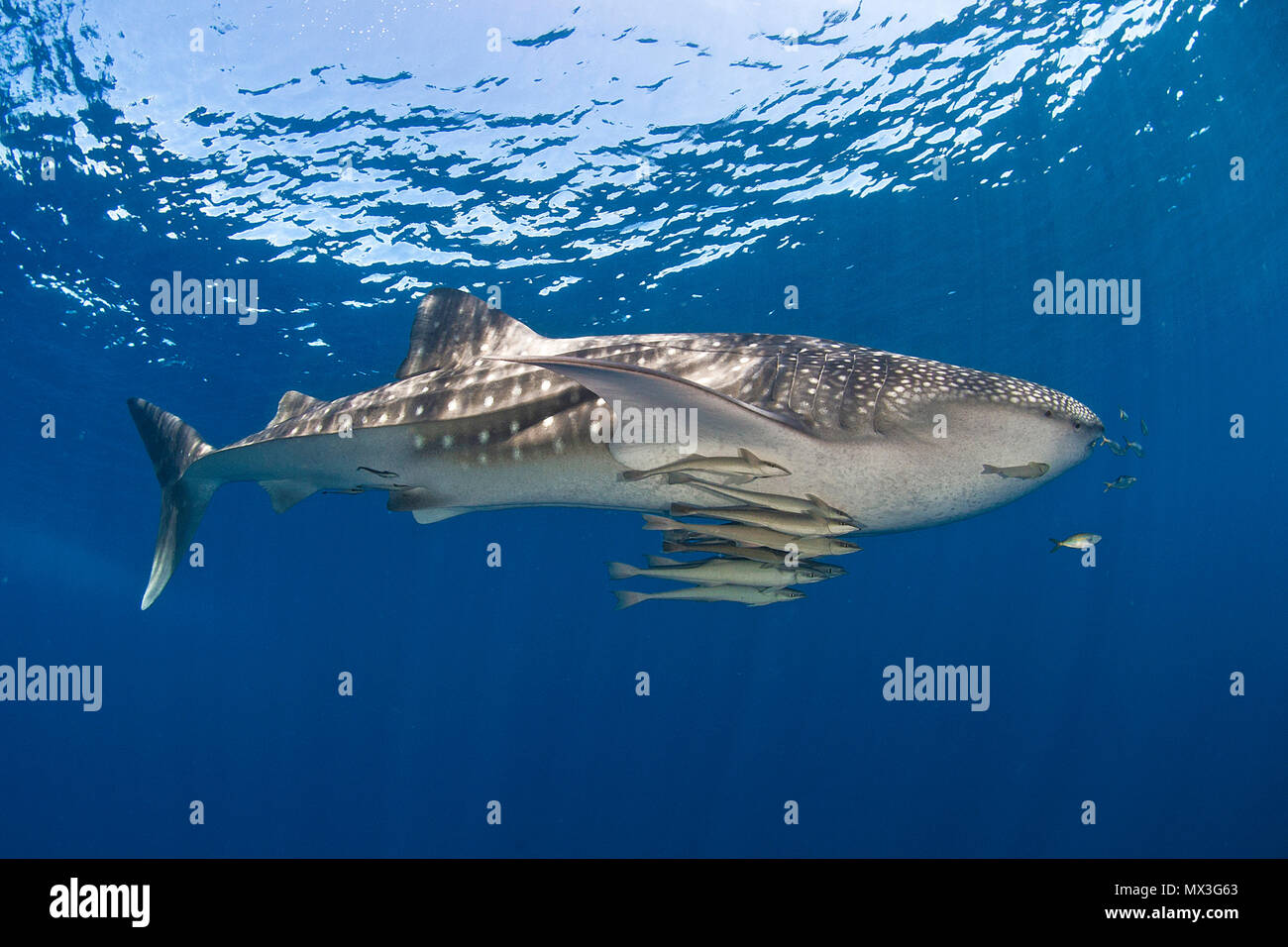 Der Walhai (Firma IPCON typus) mit shark Sauger (Echeneis naucrates), cenderawasih Bay, Irian Jaya, West-Papua, Indonesien, Asien Stockfoto