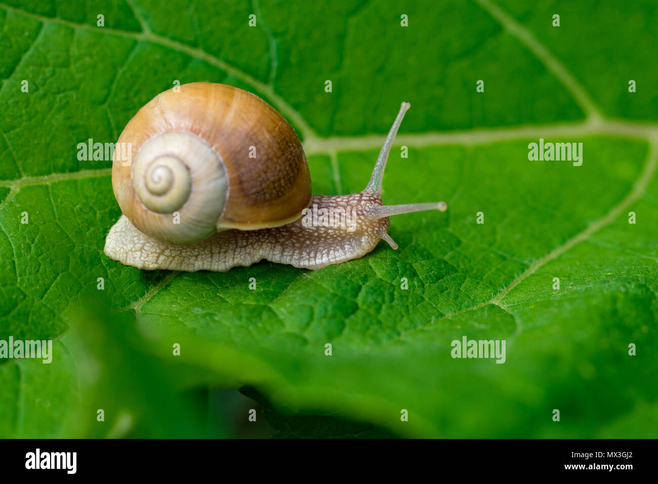 Schnecke im Garten am grünen Blatt Stockfotografie Alamy