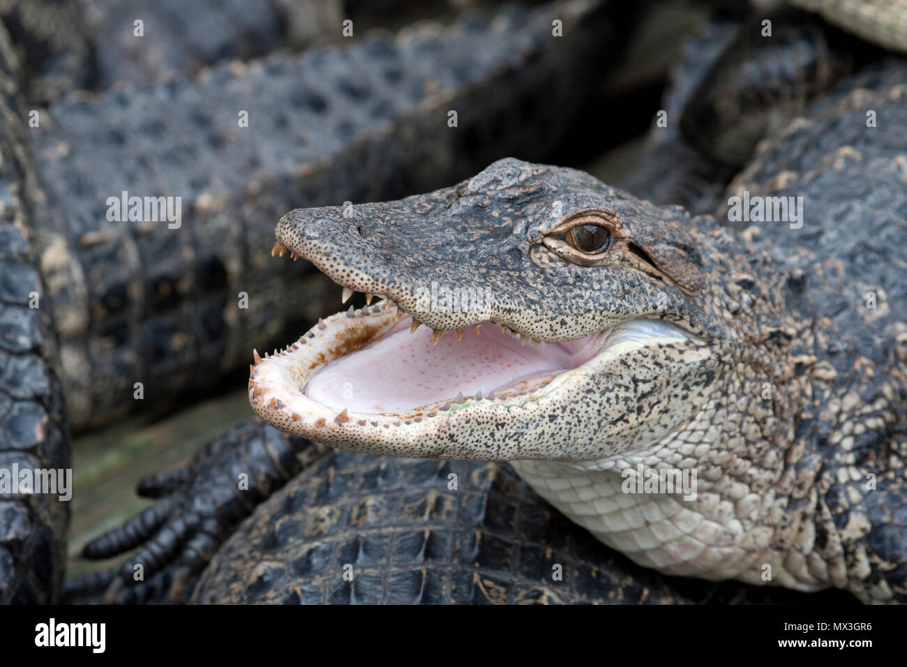 Alligator mit offenen Mund Stockfoto