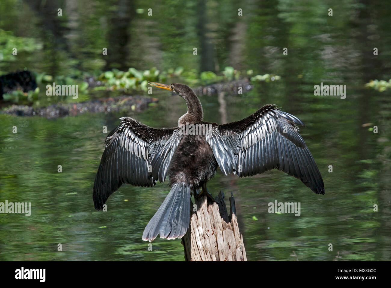 Anhinga trocknen Flügel Stockfoto