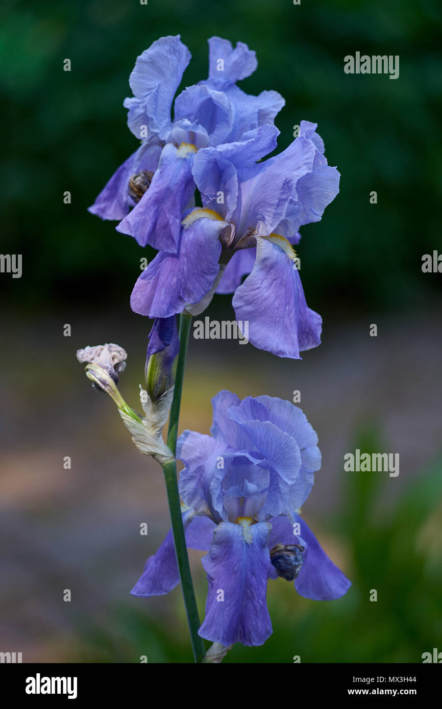 Iris Blume Nahaufnahme blau violett Iris Blume Iris blühen Bunte iris Üppig blühende iris Fancy Iris Blume Iris germanica Stockfoto