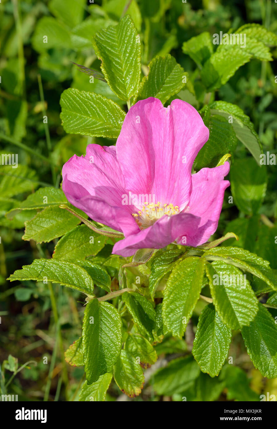 Japanische Rose - Rosa rugosa auf Dünen in Somerset Eingebürgerte Stockfoto