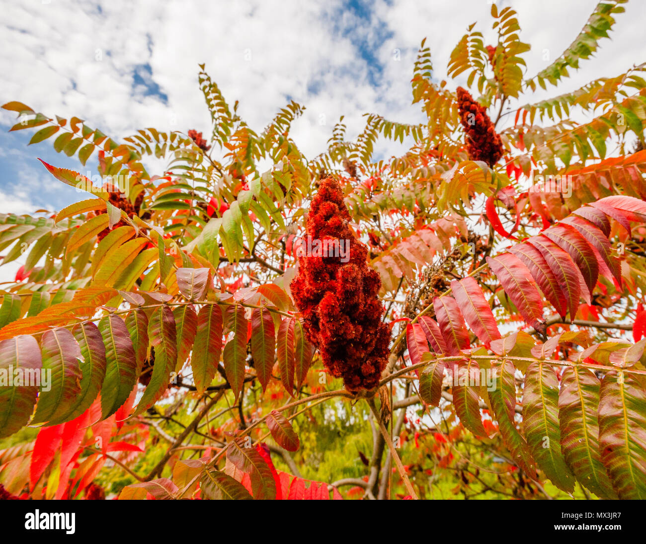 Große rote sumac Blüten und Blätter im Herbst. Stockfoto