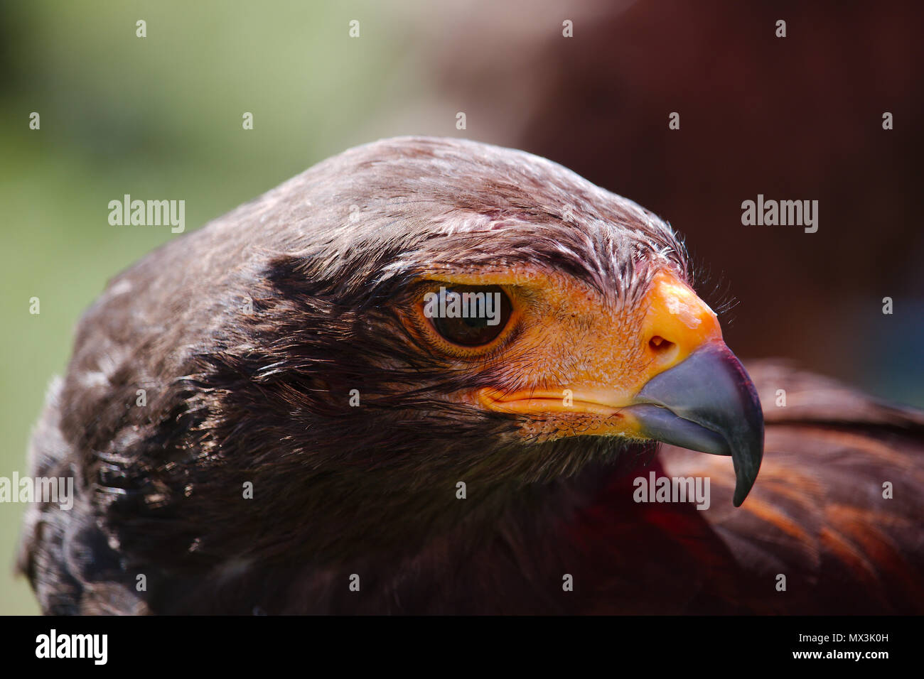 Ein Porträt einer Harris Hawk auf der Suche rechts zeigt das Profil der Vögel Kopf und angespannt Schnabel. Stockfoto