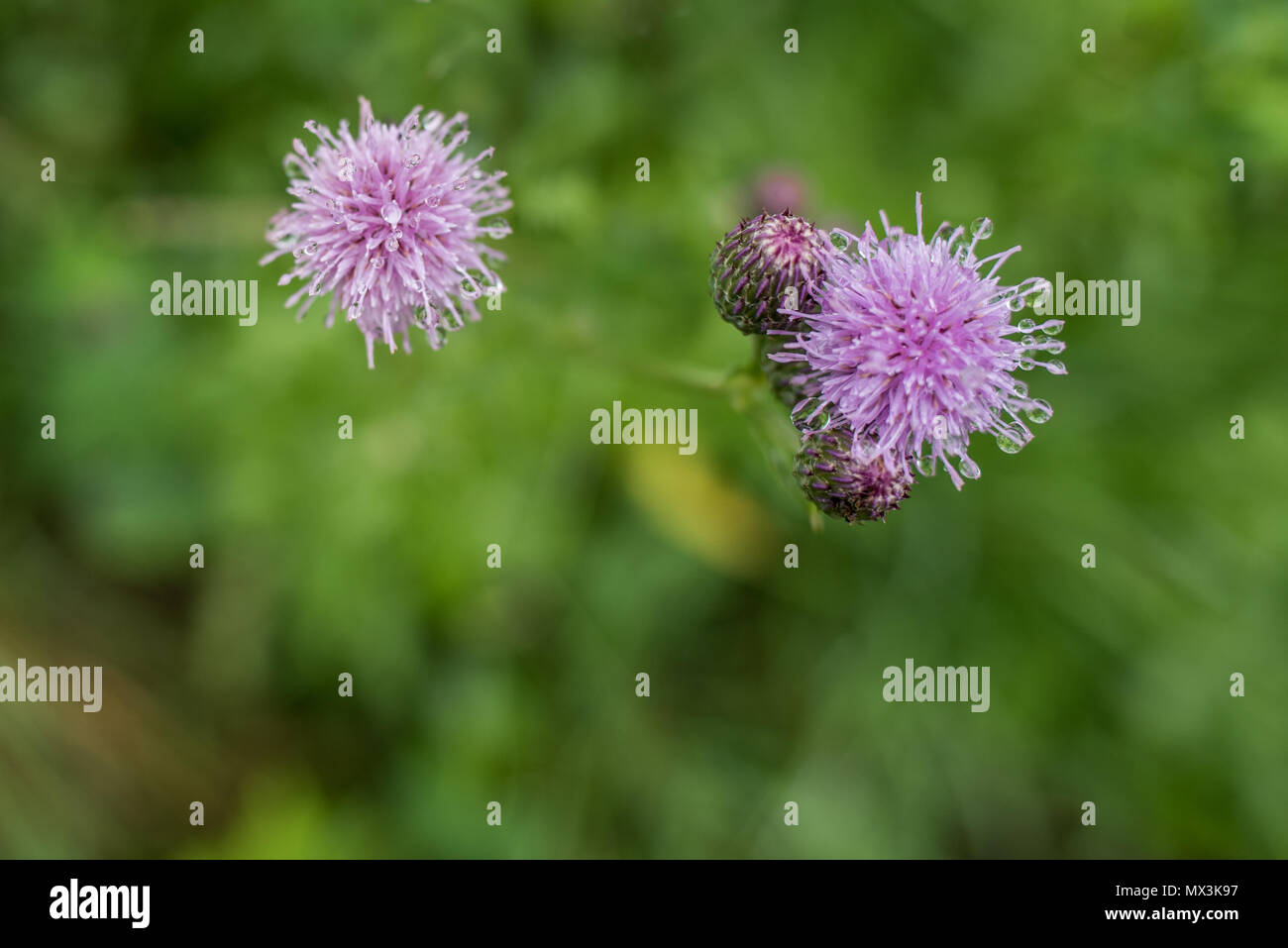 Blühende Canada Thistle Stockfoto