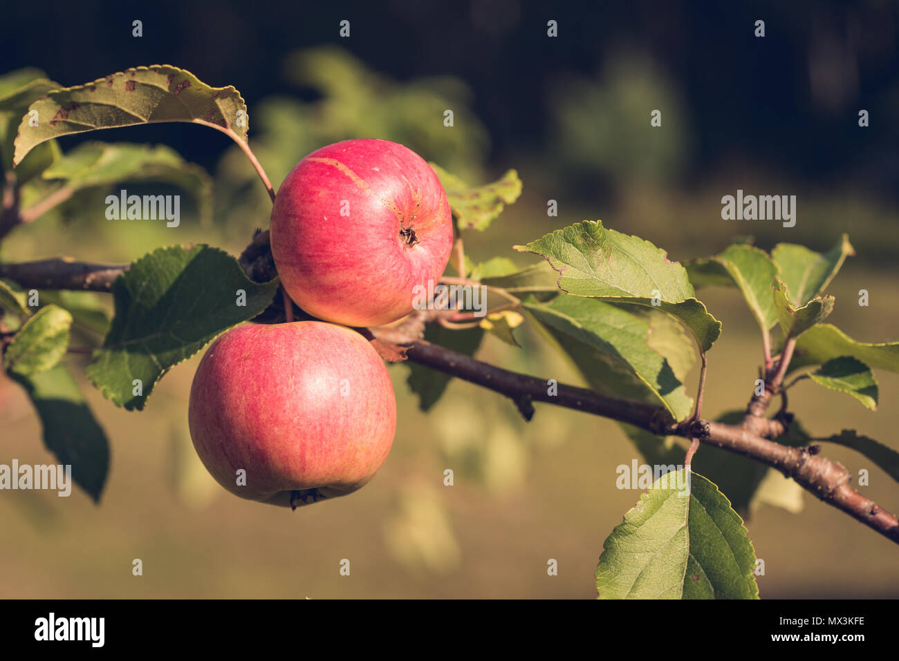 Biologisch angebaute äpfel Stockfoto