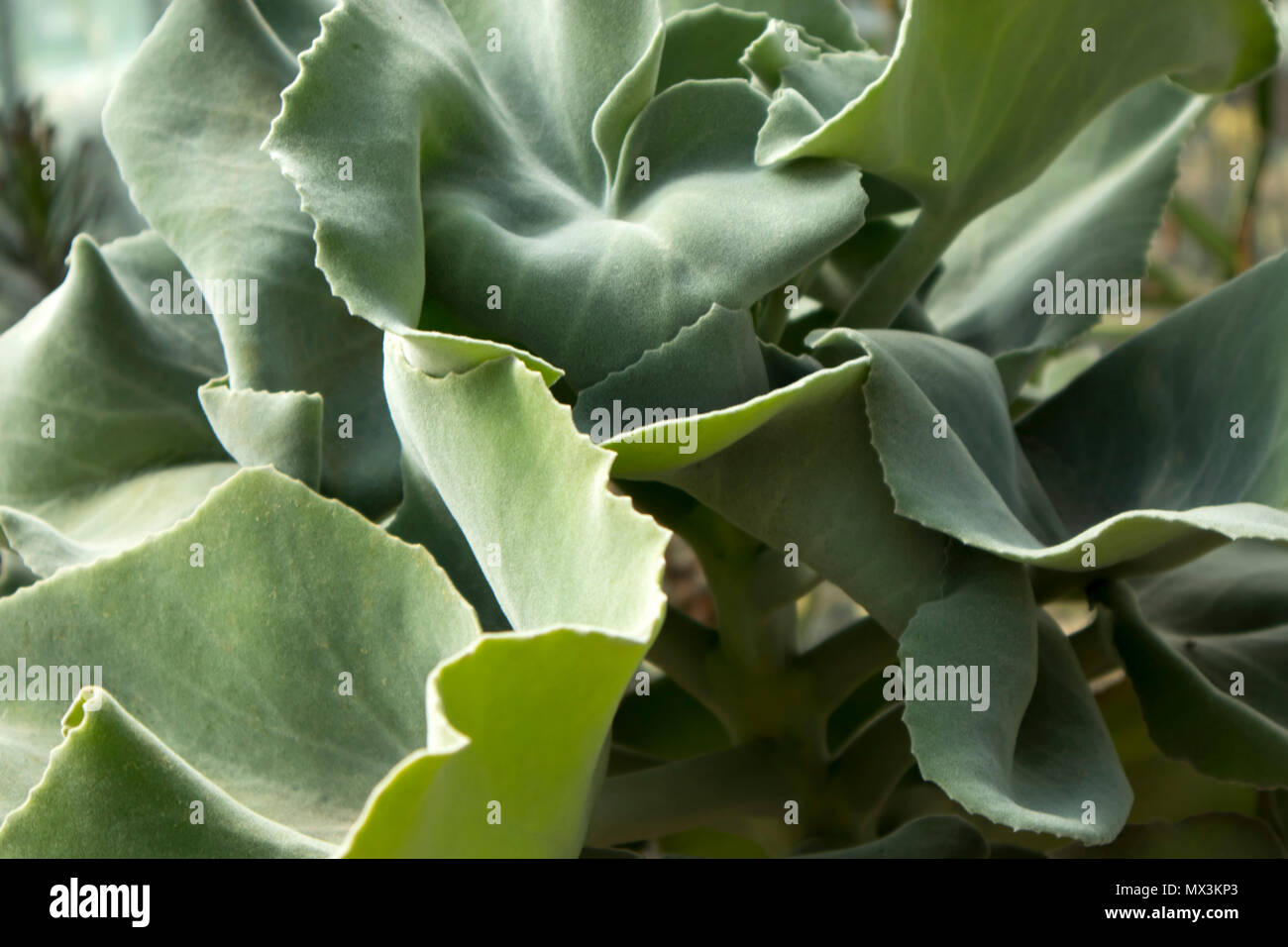 Die Schweine-Ohr, Cotyledon Orbiculata, ist eine Sukkulente, die in Südafrika heimisch Stockfoto