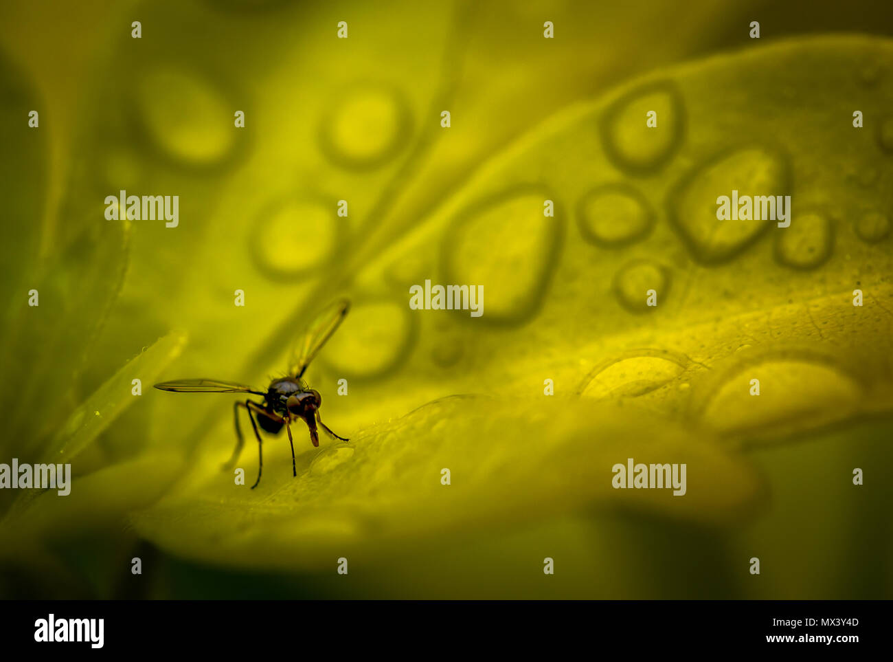 Sepsis Fulgens fliegen Standortwahl auf Garten Blätter Stockfoto Sepsis Fulgens fliegen Standortwahl auf Garten Blätter Stockfoto