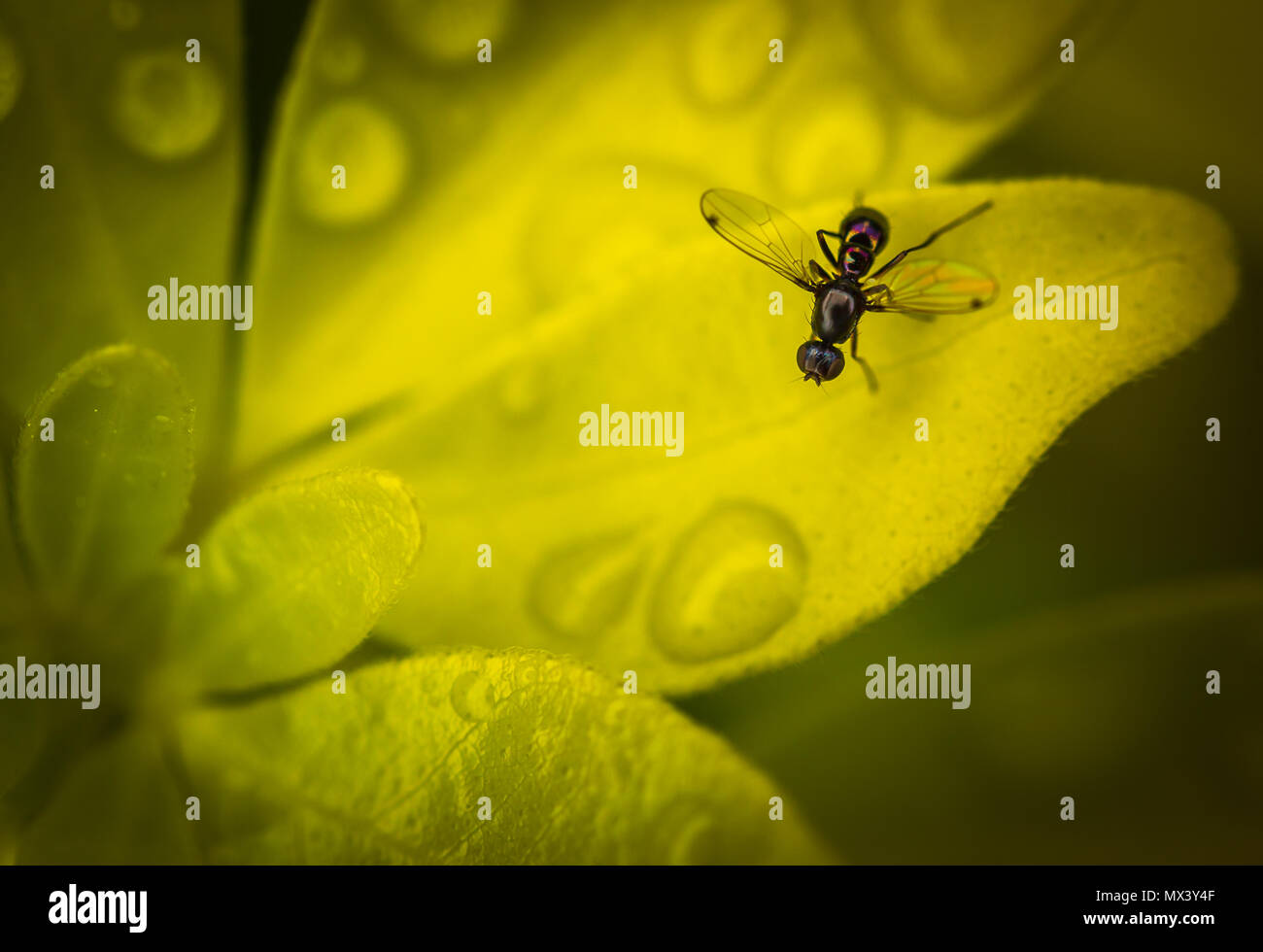 Sepsis Fulgens fliegen Standortwahl auf Garten Blätter Stockfoto Sepsis Fulgens fliegen Standortwahl auf Garten Blätter Stockfoto