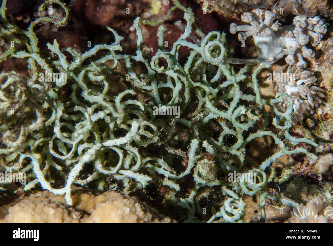 Algen Marine Makroalgen, Caulerpa serrulata, Caulerpaceae, Sharm el Sheik, Rotes Meer. Ägypten Stockfoto