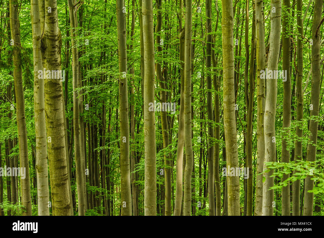 Achtsamkeit im Wald Stockfoto