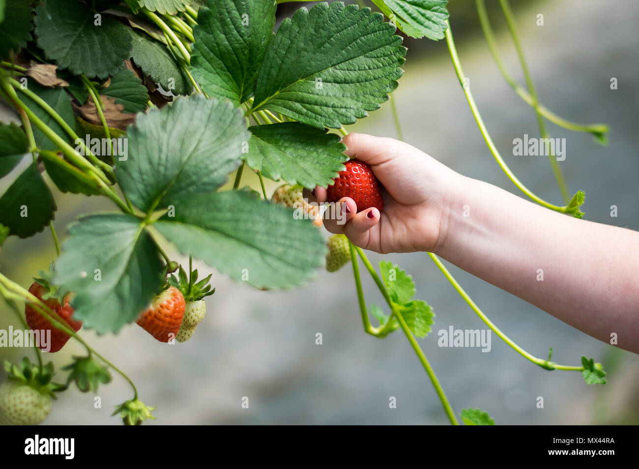 Britische Erdbeere's Stockfoto