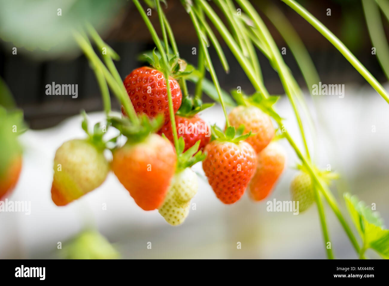 Britische Erdbeere's Stockfoto