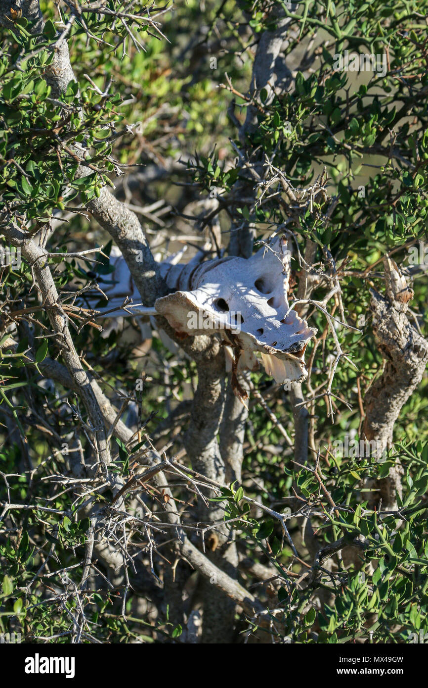 Skelett und Baum im Addo Elephant National Park, Eastern Cape, Südafrika Stockfoto