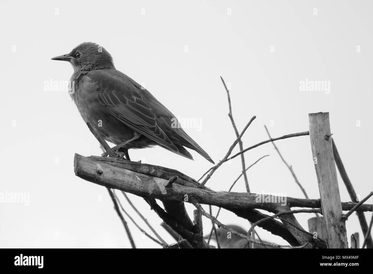 Der junge Starling sah auf einem Gartenbaum sitzen und darauf warten, dass seine Eltern ihm Nahrung aus einem nahe gelegenen Garten zurückbringen. Stockfoto