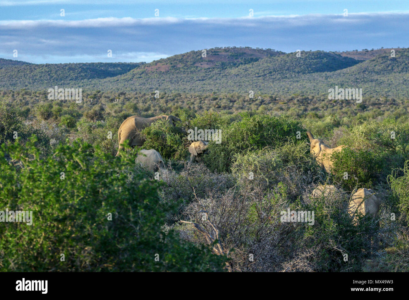 Elefanten im Addo Elephant National Park unter Akazien an der Garden Route in der Eastern Cape Südafrika Stockfoto